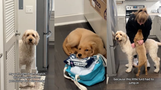 Golden Retriever Puppy Copies Brother to Learn Tricks and It's ...