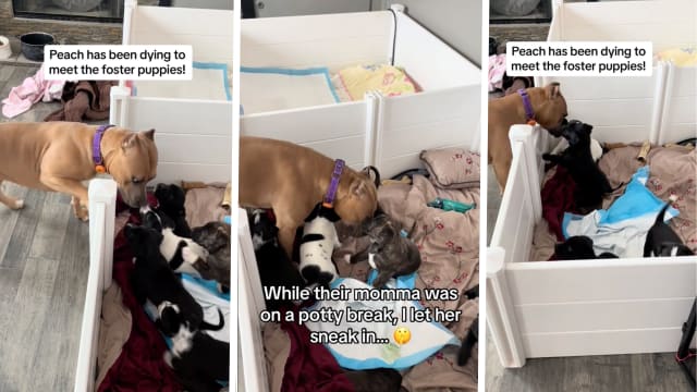 Pet Parents Give Pit Bull a 'Birthday Parade' and Everyone's Here for ...