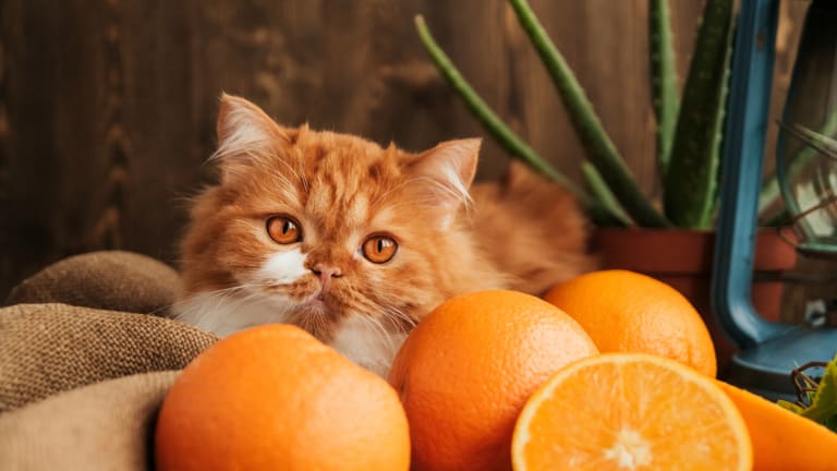 175 Spanish Cat Names Male And Female Ideas Parade Pets 175-spanish-cat-names-male-and-female-ideas-parade-pets