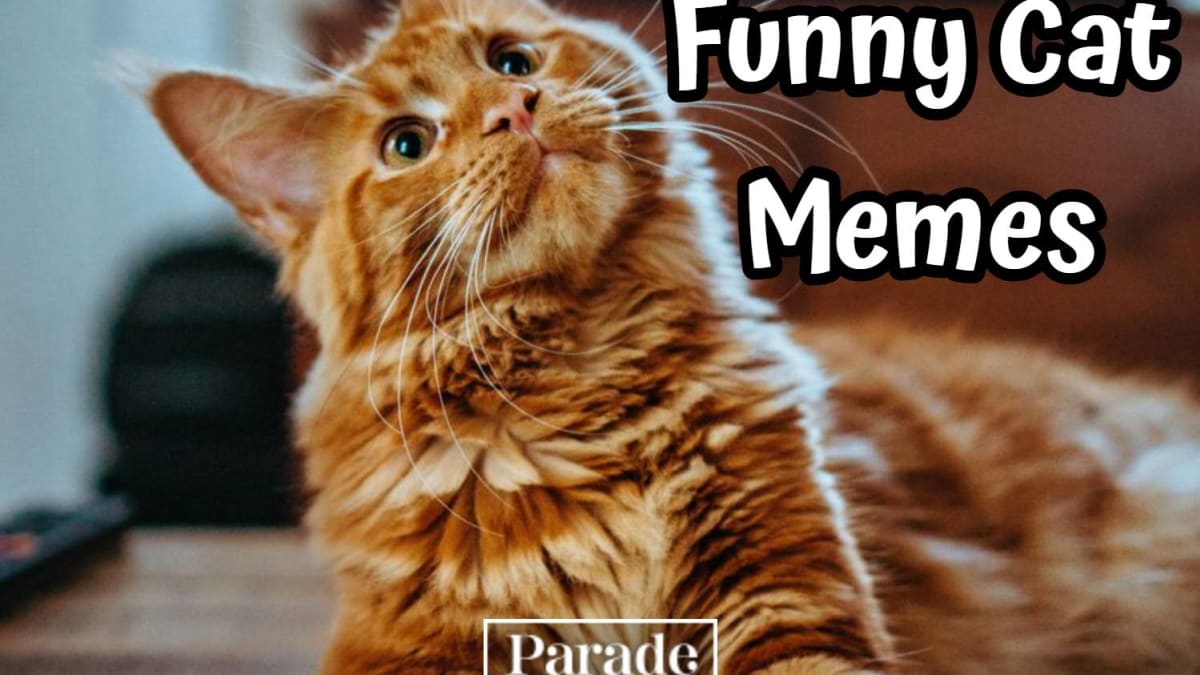 What?  Funny cat memes, Funny animals, Funny animal pictures
