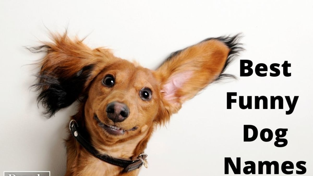 150 Funny Dog Names Guaranteed to Get a Laugh - Parade Pets