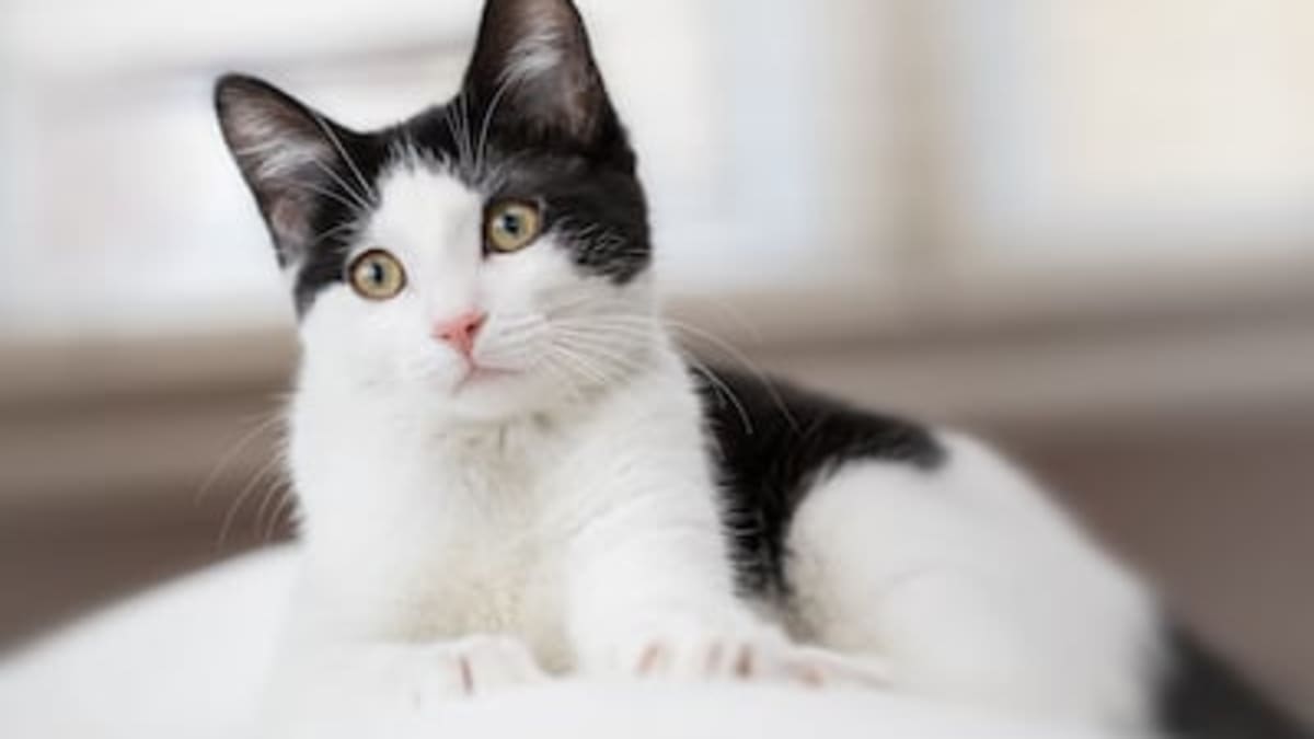 200 Best Black-and-White Cat Names - Parade Pets