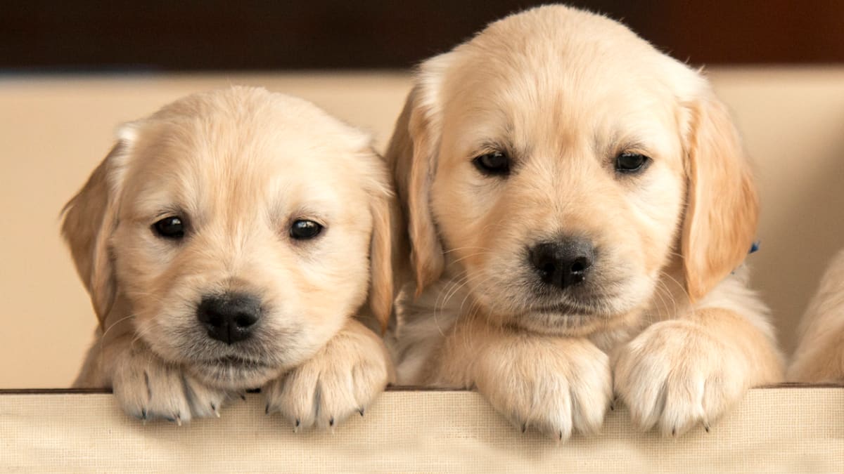 Golden Retriever Puppy Wallpapers  Top Free Golden Retriever Puppy  Backgrounds  WallpaperAccess
