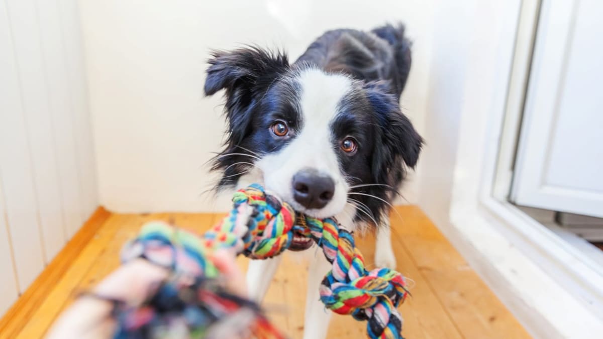 10 Doggy Games for Pawsome Playtime