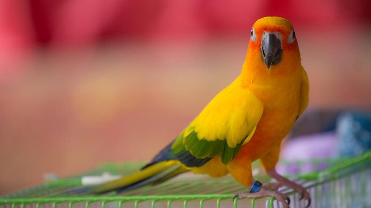 280 Names for Your Pet Bird
