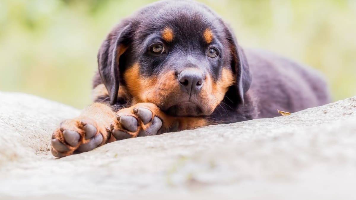 are rottweilers the best guard dogs