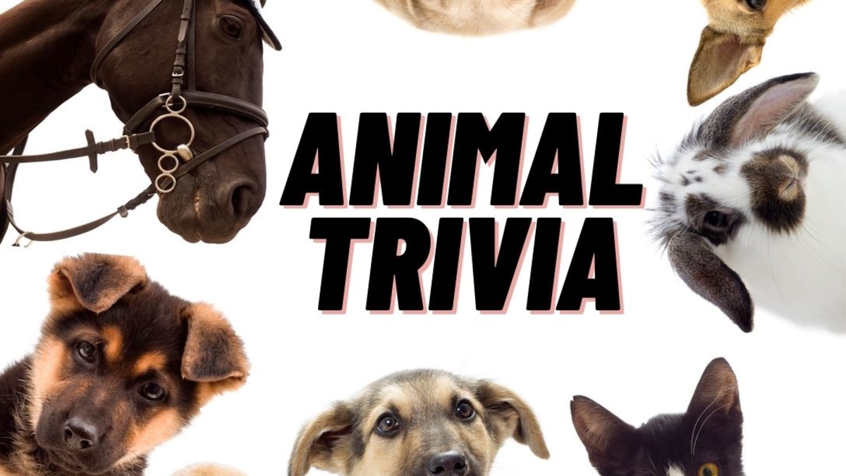 100 Animal Trivia Questions with Answers for Kids & Adults - Parade Pets