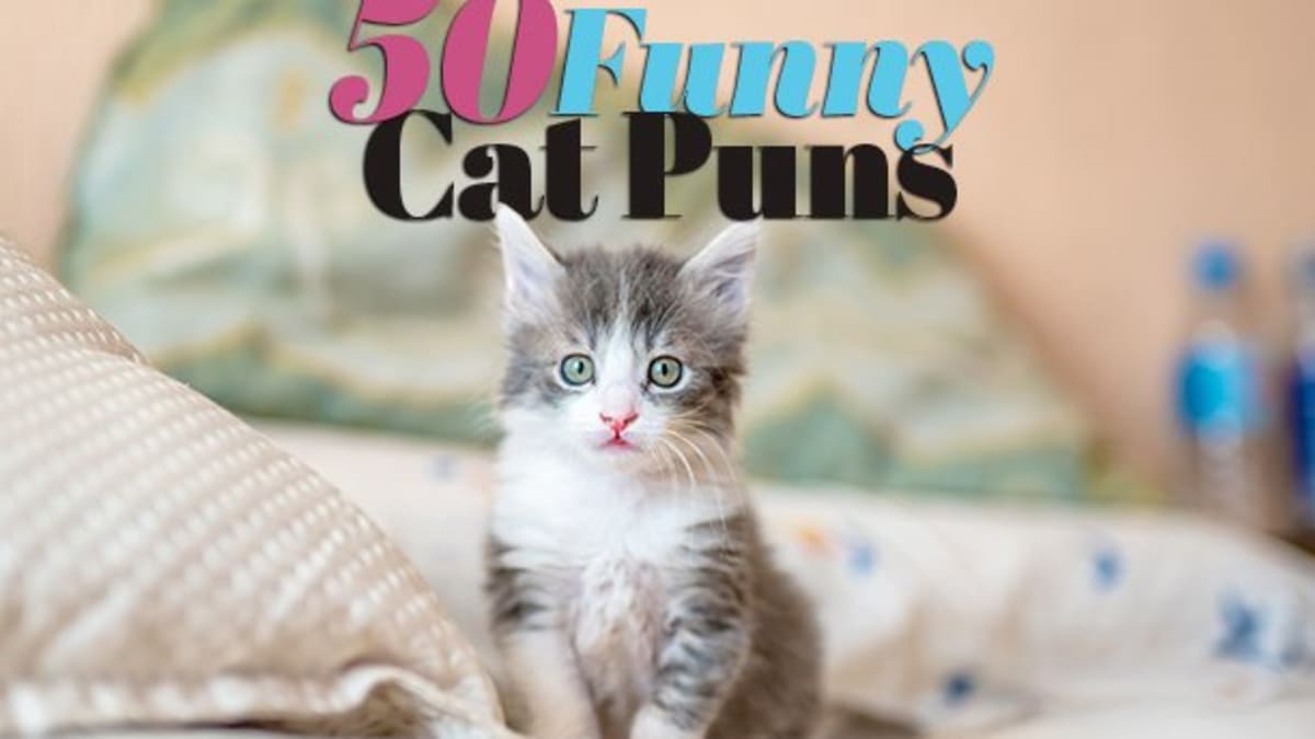 funny cat puns jokes