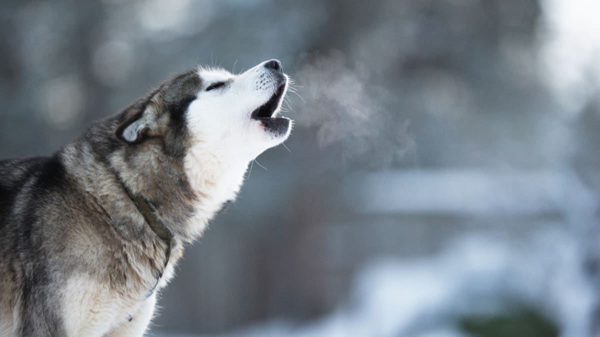 what does it means when a dog howls