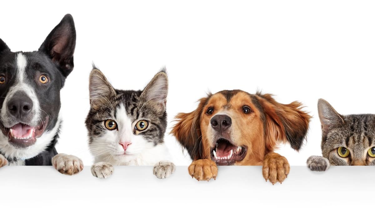 How Long Do Dogs, Cats, and Other Pets Live?