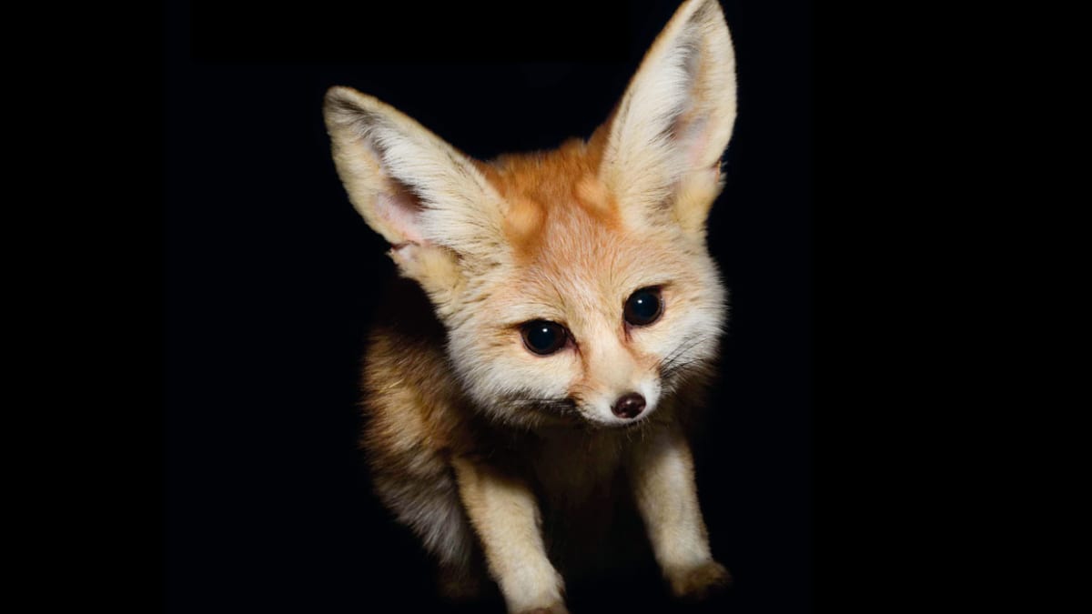 10 of the Cutest Nocturnal Animals in the World - Parade Pets