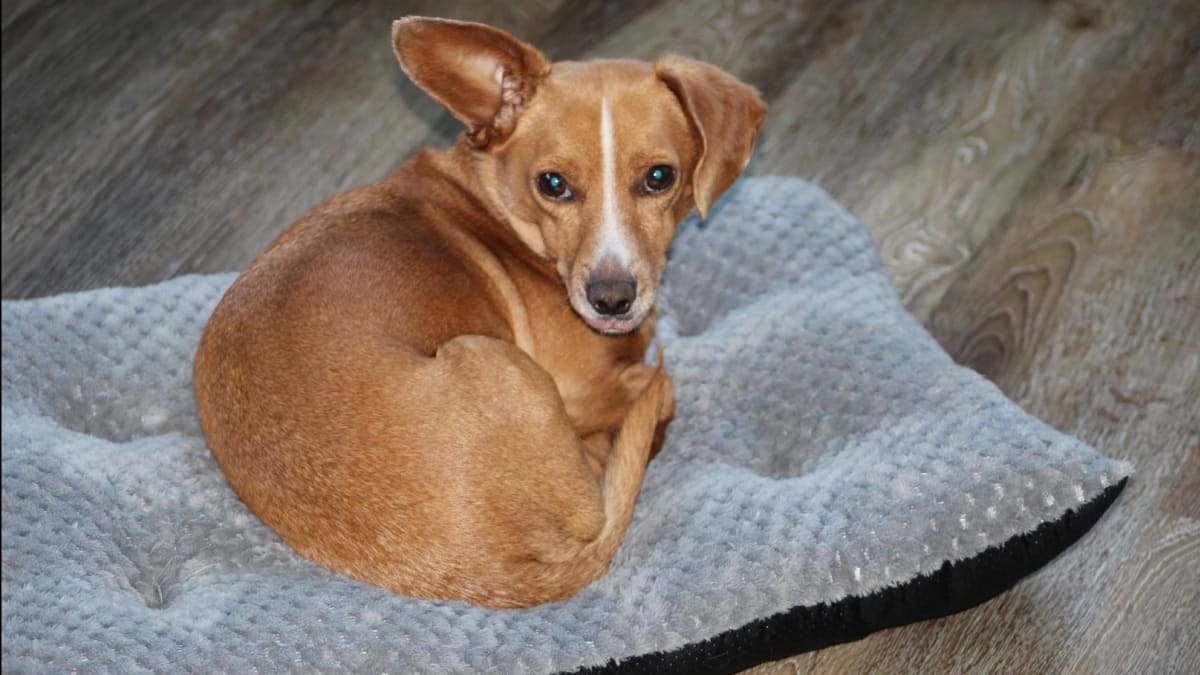Pawz & Pepper Denver Ortho Dog Cushion