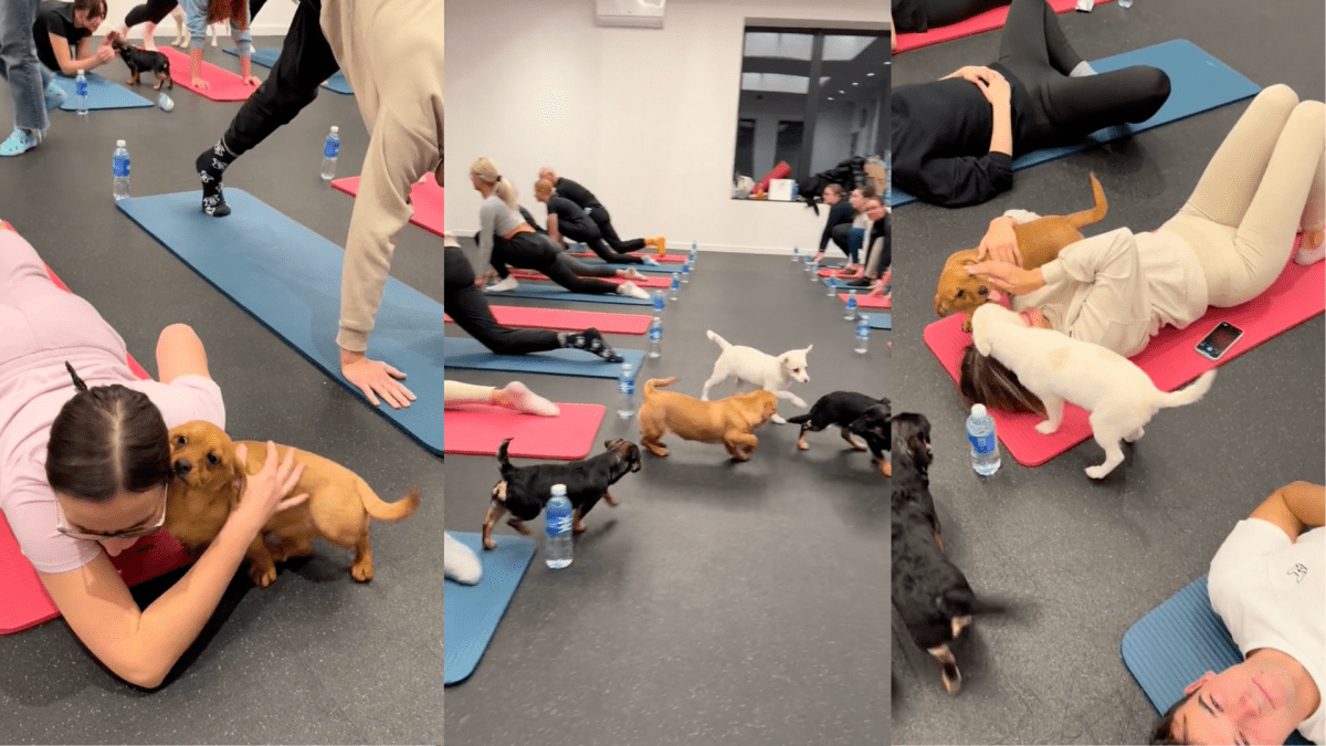 Yoga with Puppies - Pets Yoga - London - Labrador Retrievers