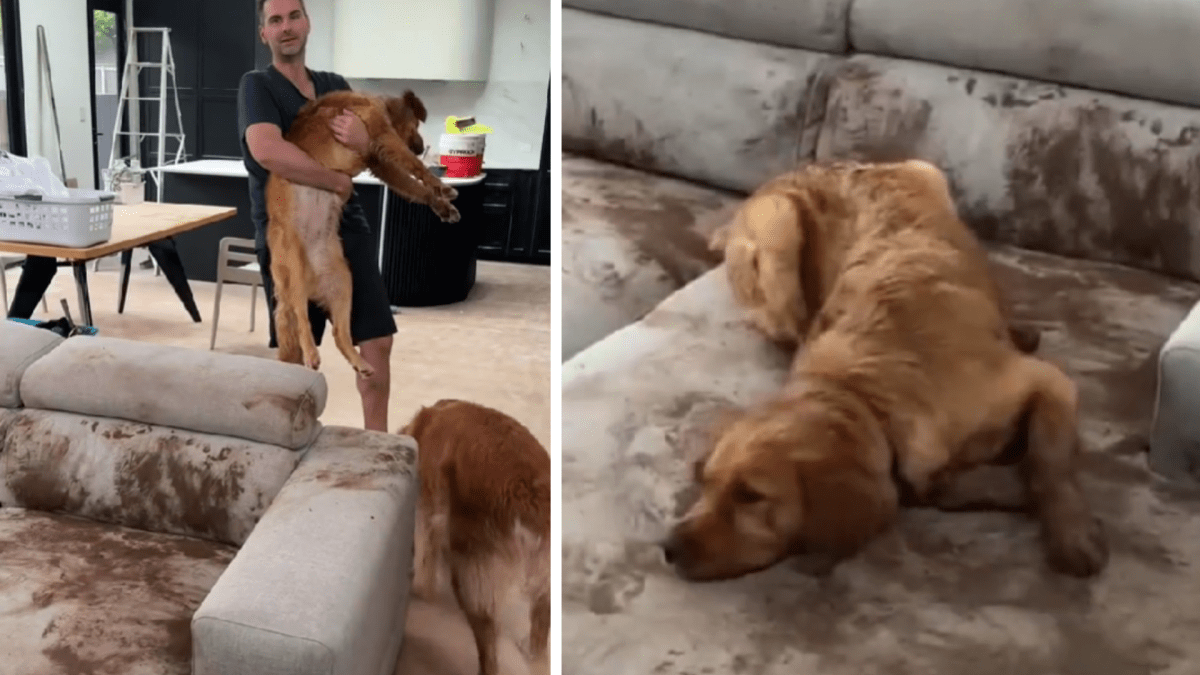 Willow the Golden Retriever turns comfy couch into a mud pit - Good Morning  America