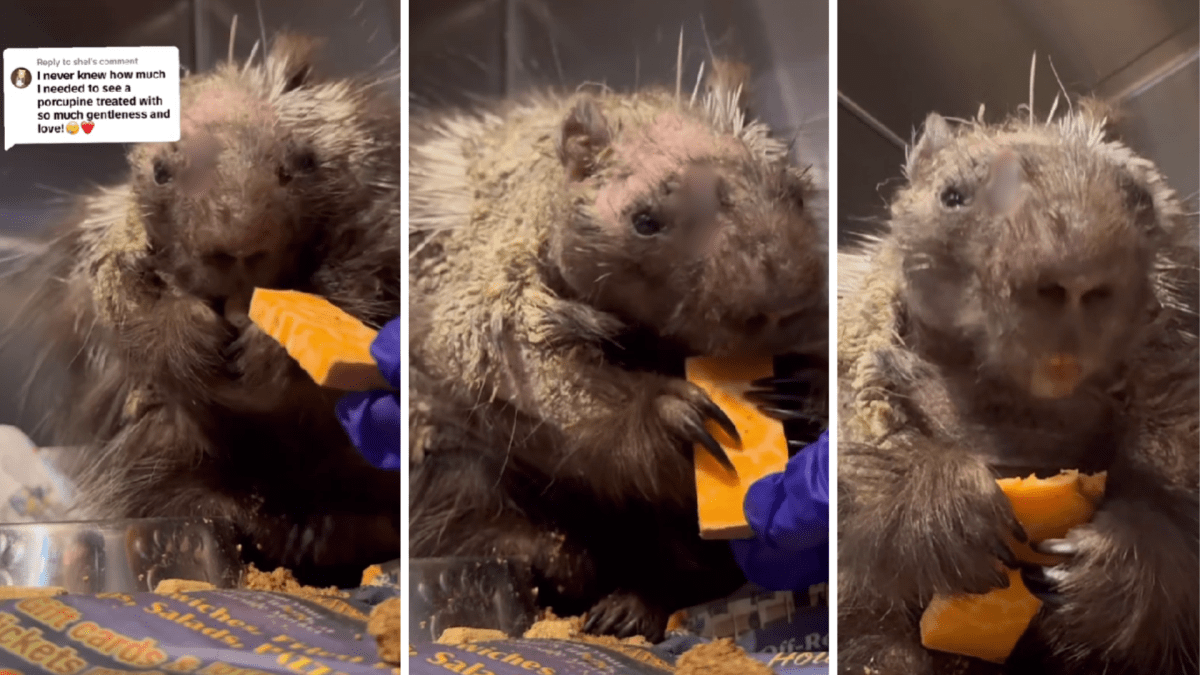 Wildlife Center's Tender Care of Wounded Porcupine Is Touching People's Hearts - Parade Pets