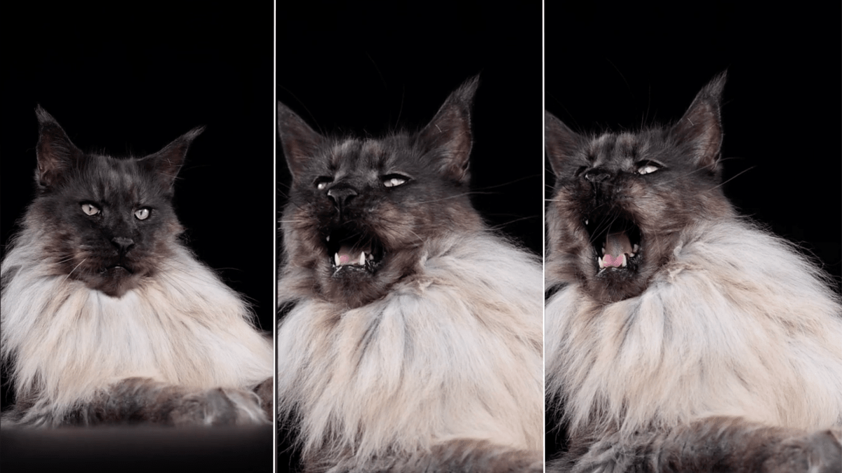 CAT. 7 weeks old, black kitten, stretching and yawning