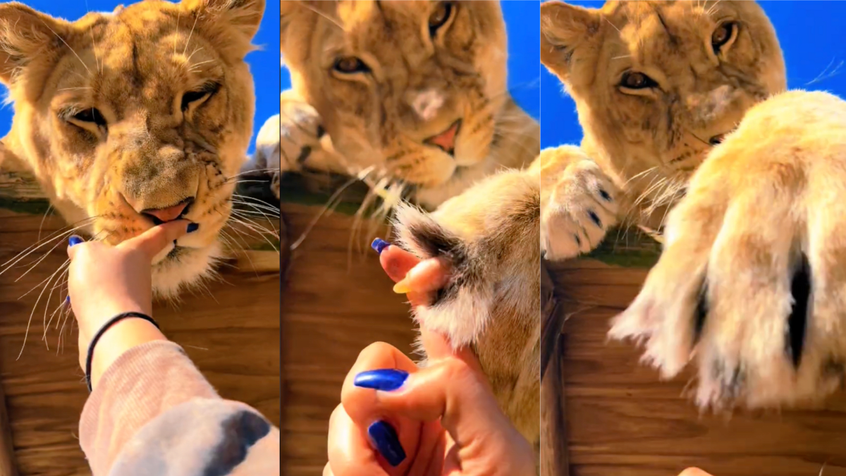 Safari Park Lion Begging for Pets Is the Sweetest Girl -Victoria Falls