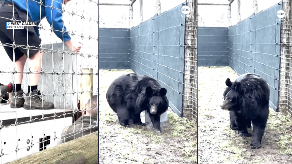 A refugee bear from a bombed-out Ukraine zoo finds a new home in