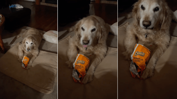 Sassy Senior Golden Retriever Throws Epic Tantrum Over Hot Cheetos ...