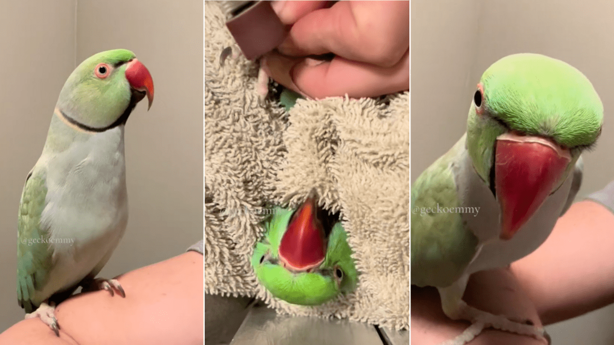 How to Maintain Your Parrot's Nails (Dremel vs. Nail Clipper) - PetHelpful