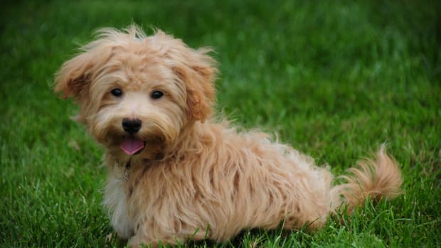 Small calm dogs top
