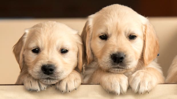 Puppies that are easy to store take care of