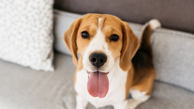 30 Low Maintenance Dog Breeds for First Time Owners Parade Pets