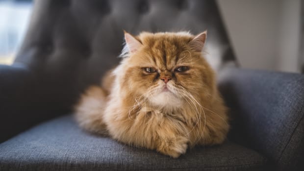 Designer kitten cheap