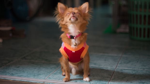 Chihuahua howling hotsell like a wolf
