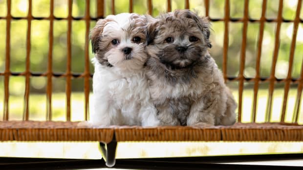 Puppy shower gifts clearance