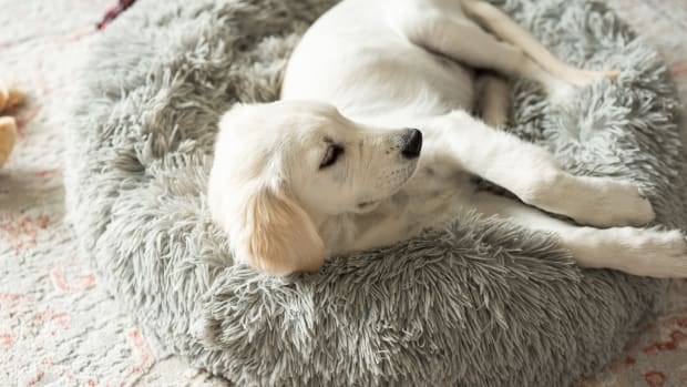 7 Famous Songs Inspired by Pets Parade Pets