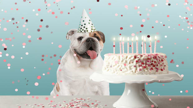 English bulldog birthday cake outlet