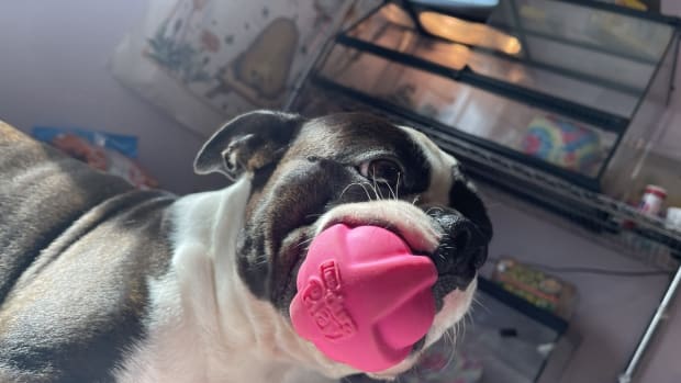 Boston terrier 2025 dog toys