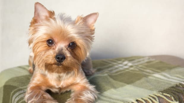 Blond yorkie top