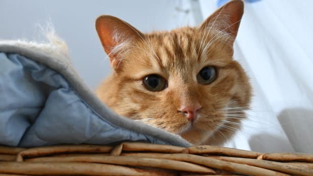 Pure orange cat cheap