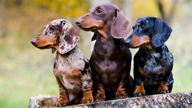 Outfits for deals miniature dachshund