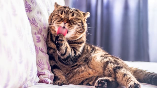 21 Most Popular Cat Breeds in the U.S. in 2022 Parade Pets