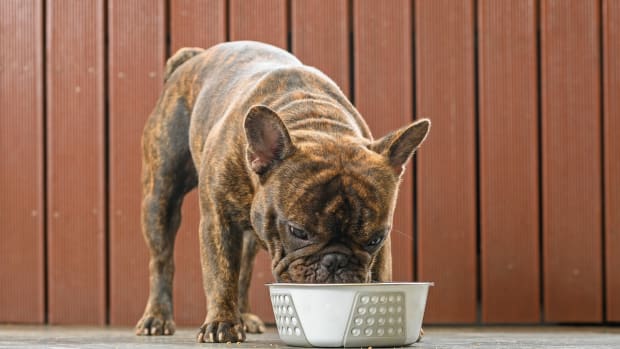 Adorable Frenchie s Obsession with the Water Bowl Is a Whole Mood