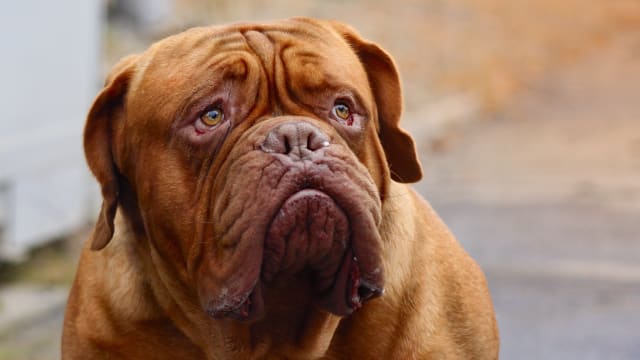 Mastiff sweatshirt sales