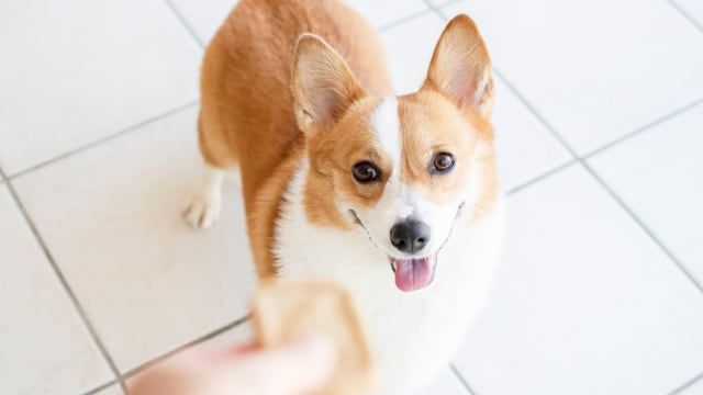 Dog Mom Shares Easy Crockpot Recipe for Homemade Dog Food Parade