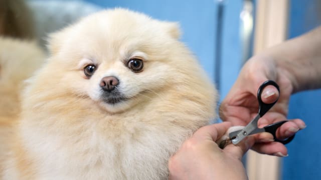 Dog manicure store video funny