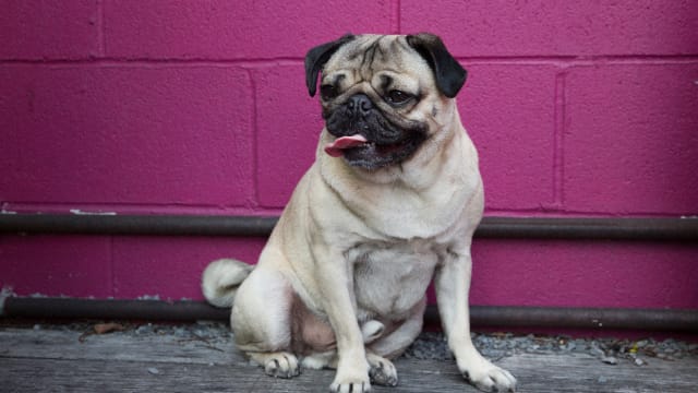 Pug reindeer outlet