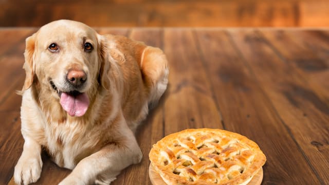Adorable Dog Friendly Pumpkin Pies Are a Must This Holiday Season