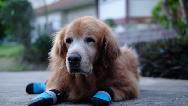 Golden Retriever s Amazing Light Up Shoes Are So Cute People Can t Take It Parade Pets