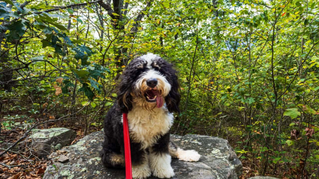 Funny bernedoodle videos outlet