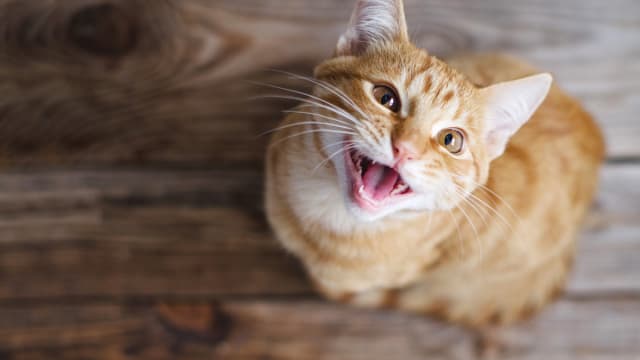 Orange tabby cat costume top
