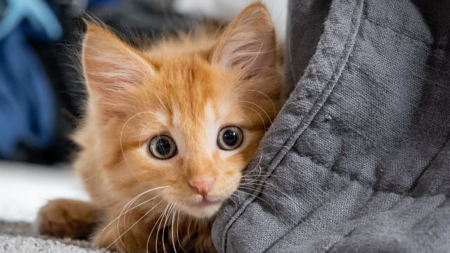 Kitten meowing while eating clearance