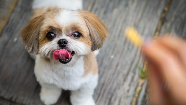 Shih tzu balls discount
