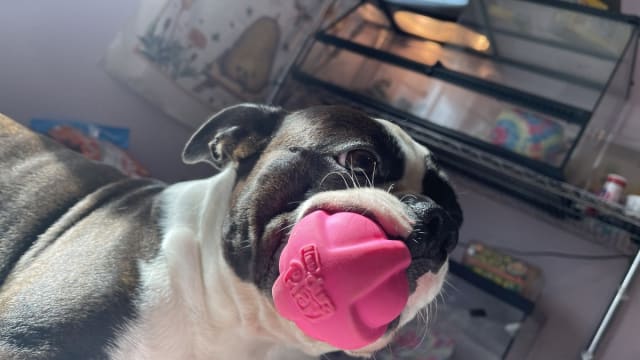 Boston deals terrier toys