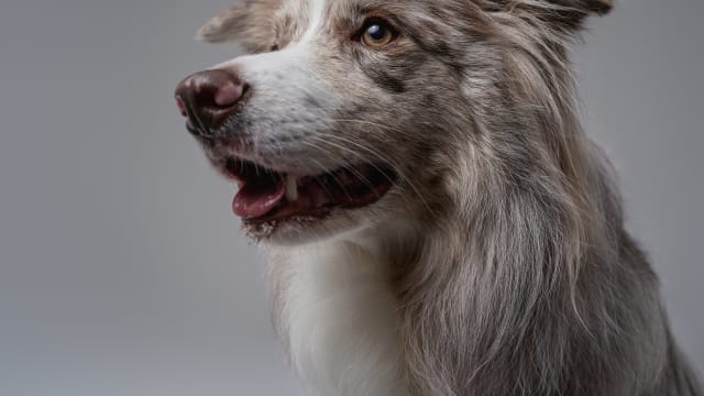 Doggy border sale